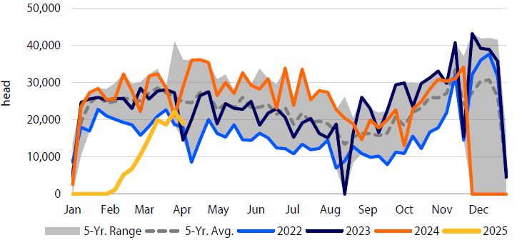 Line graph of monthly Mexico-to-U.S. cattle trade (Jan–Dec), showing 5-year range, average, and data for 2022–2025. Title references impact of New World Screwworm.