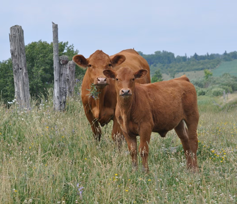 Productivity, Efficiency and Rebuilding the Herd