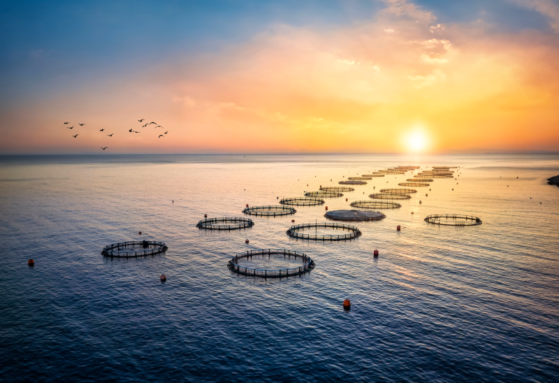 2H 2025 Global Aquaculture Supply Update
